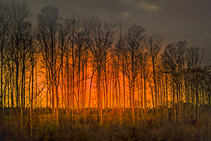 Georgia Forest Orange Sunset Silhouettes