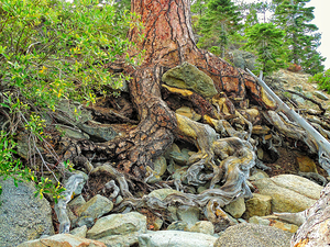 Lake Tahoe Gnarled  Root Tangle
