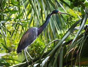 Hilton Head Tri-Colored Heron Silhouette