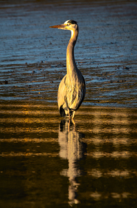 Regal Great Blue Heron at Sunrise