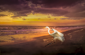 Sunrise Heron Winter Beach Landing
