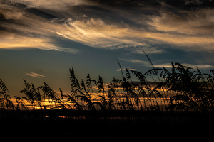 Hilton Head Beach Sea Oats
