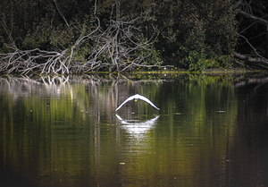 White Egret Mirrored Reflection in Flight