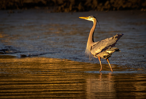 Intracoastal Heron Poses for a Portrait at Sunrise
