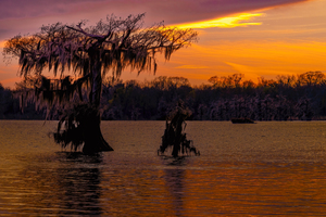 Louisiana Lake Cypress Trees Sunset