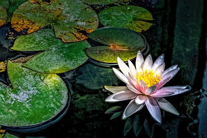 Arboretum Lotus Lily at Sunset