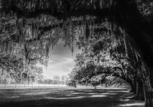 Oak Allee Tunnel of Light