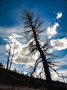 Yellowstone Lone Hilltop Tree Silhouette