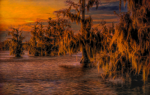 Louisiana Bayou Luminescence 