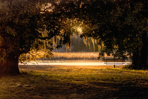 Sunrise Through the Trees 1