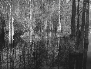 Cypress Tree Marsh Wetlands Winter Glow