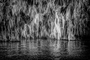 Louisiana Moss Reflections