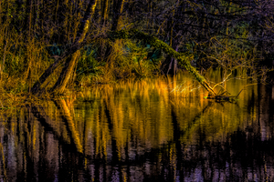 Martin Lake Sunset Branch Reflections