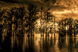 Martin Lake Louisiana the Value of Gold