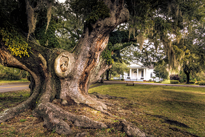 McClellanville Deerhead Live Oak Tree