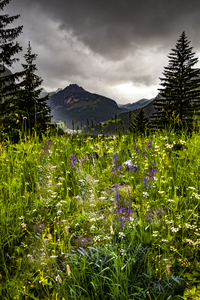 Dolomite Mountain Wildflowers in Summer