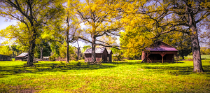 North Carolina Tobacco Plantation