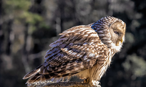 Barred Owl Portrait