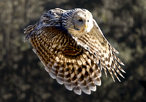 Barred  Owl in Flight