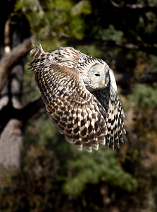 Owl Wing Glow in South Carolina