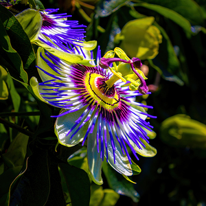 Passion Flower Passiflora 