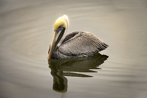 The Regal Brown Pelican