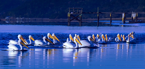 Pod of Pelicans Line Up at Sunrise