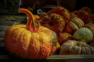 The Pumpkin Gathering