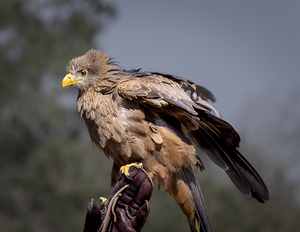 Raptor Red Tailed Hawk  Ruffled Feathers