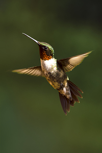 Male Ruby Throated Hummingbird