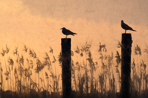 Lake Pontchartrain Seagulls Silhouette Perched on Piling Poles
