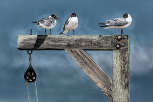 Seagull Perch Morning Discussion