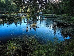 Sierra Mountain Pond Reflections 