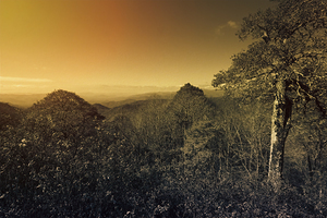 Smoky Mountains Forest Overlook