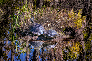 Snapping Turtles Sunbathing