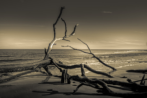 Hunting Island Beach Driftwood Shadows
