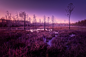 Winter Sunset Marsh Glow