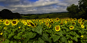 Virginia Sunflower Farm