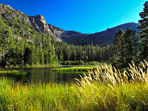 Tahoe Pond Oats