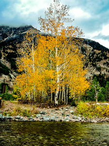 Jackson Hole Wyoming Mountain Autumn   Aspen