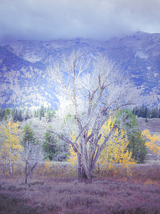 Teton Aspen Tree Silhouette