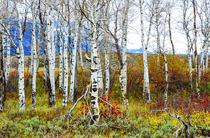 Teton Soldier Aspens in Autumn