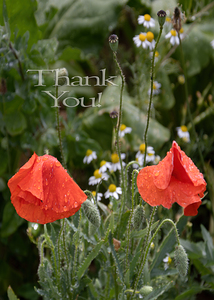 Poppy Thank You