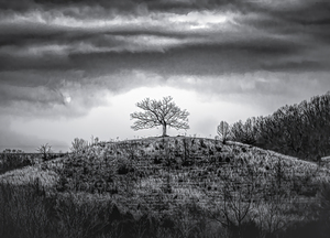 One Hilltop Tree Silhouette