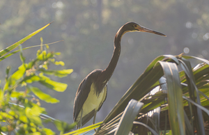 Tri Colored Heron with Backlighting