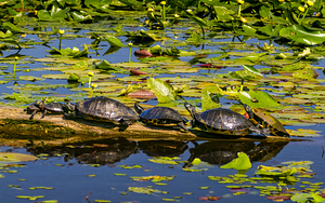Turtle Row Spa Line Up