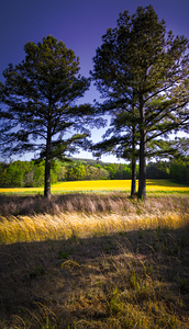 Rape Field in Spring