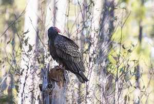 South Carolina Vulture on Tree Stump