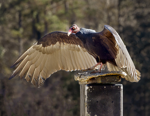 Turkey Vulture Wings Spread