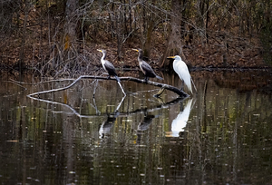 The Line-up white Egret Heron and  Coromont